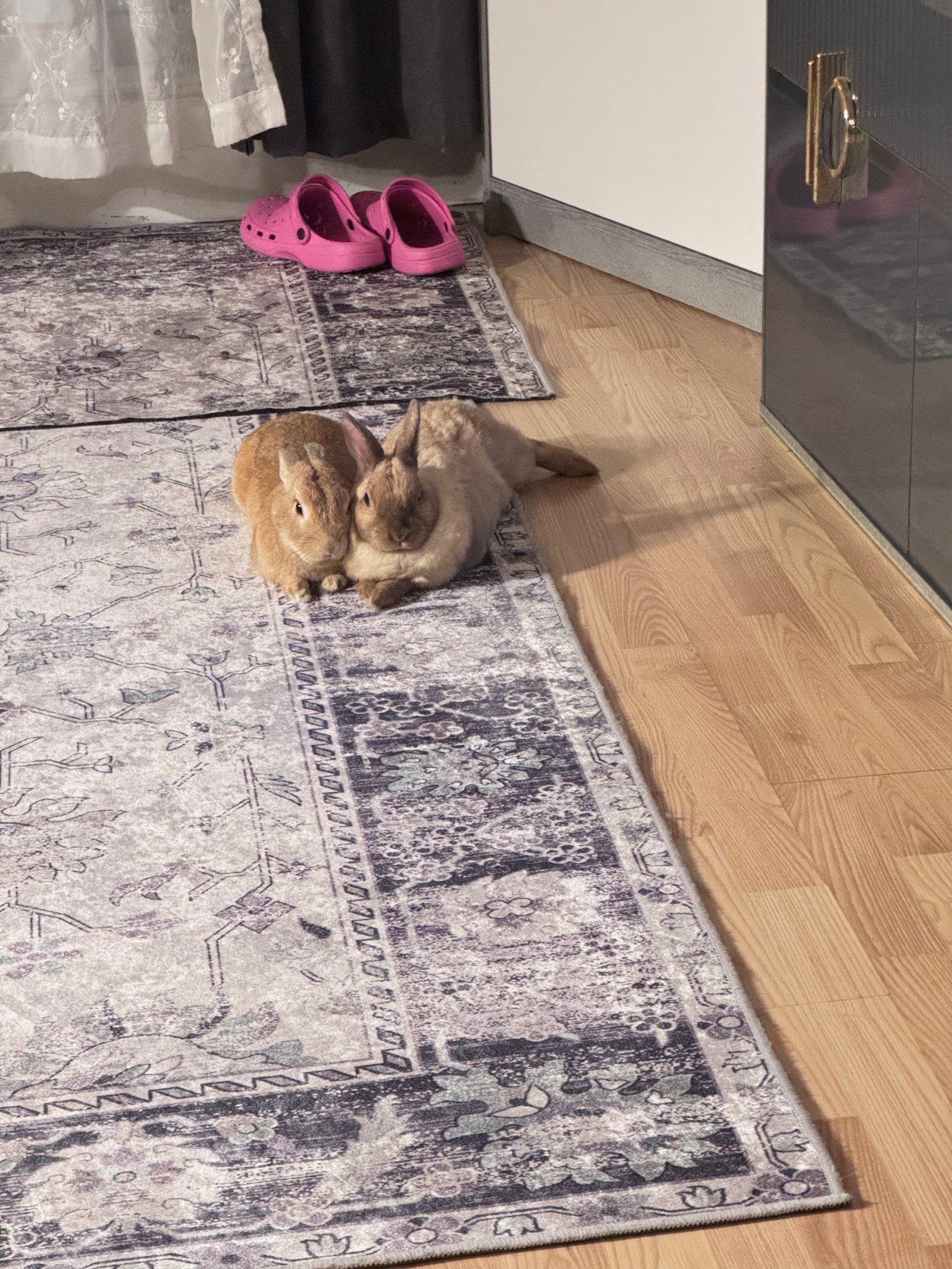 Elvis et Martine