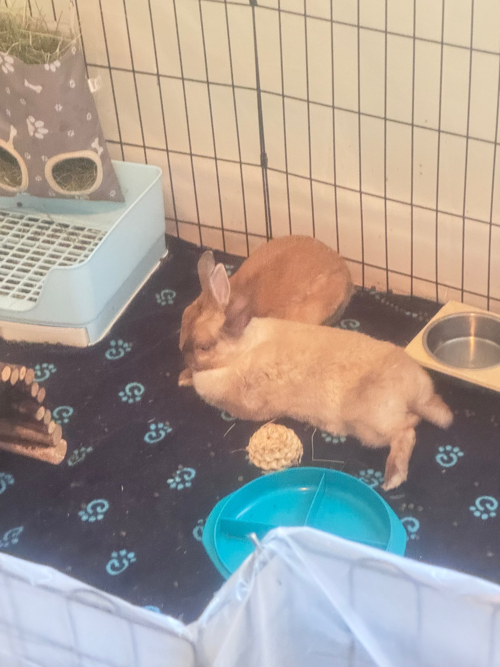 Elvis et Martine 5