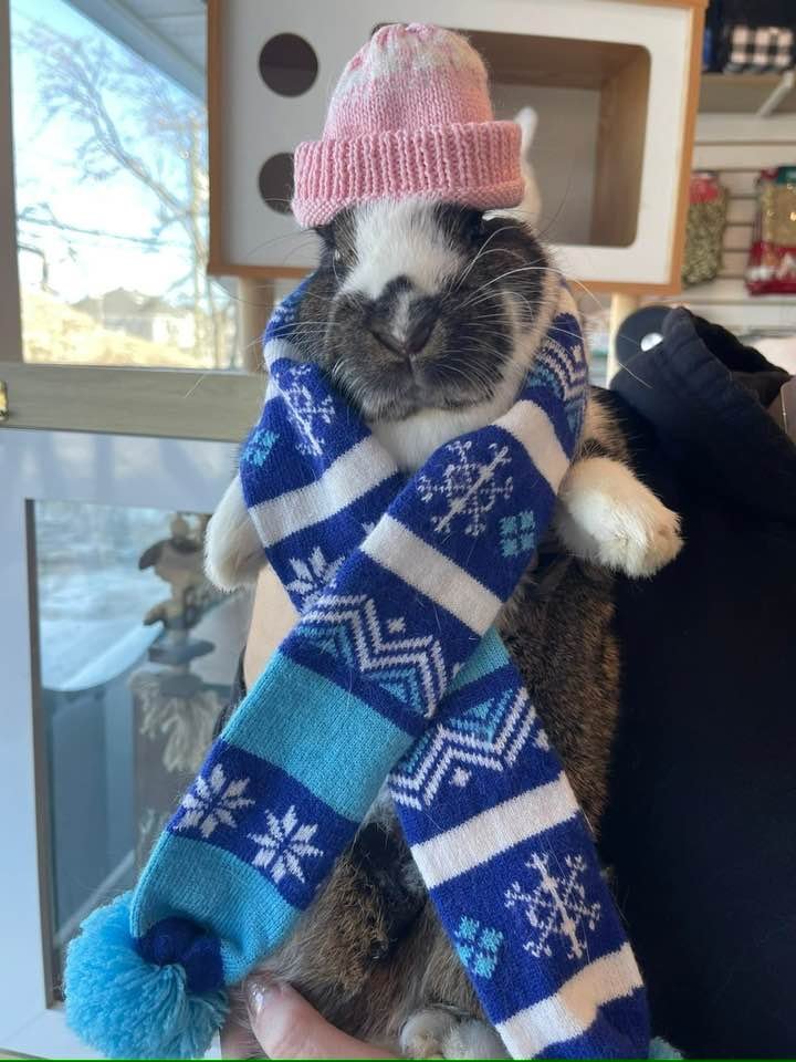 Juliette, lapine domestique