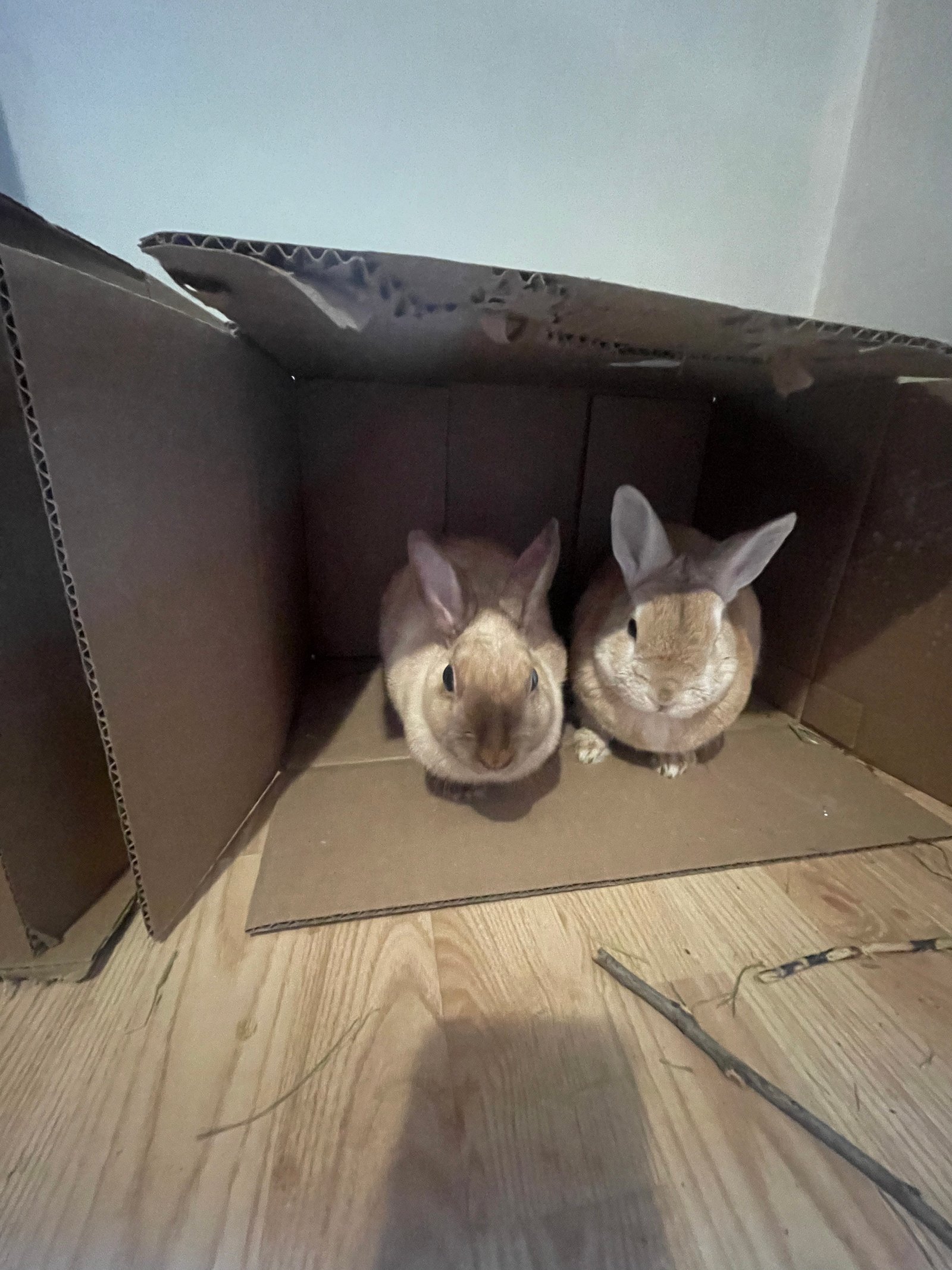 Martin et Martine