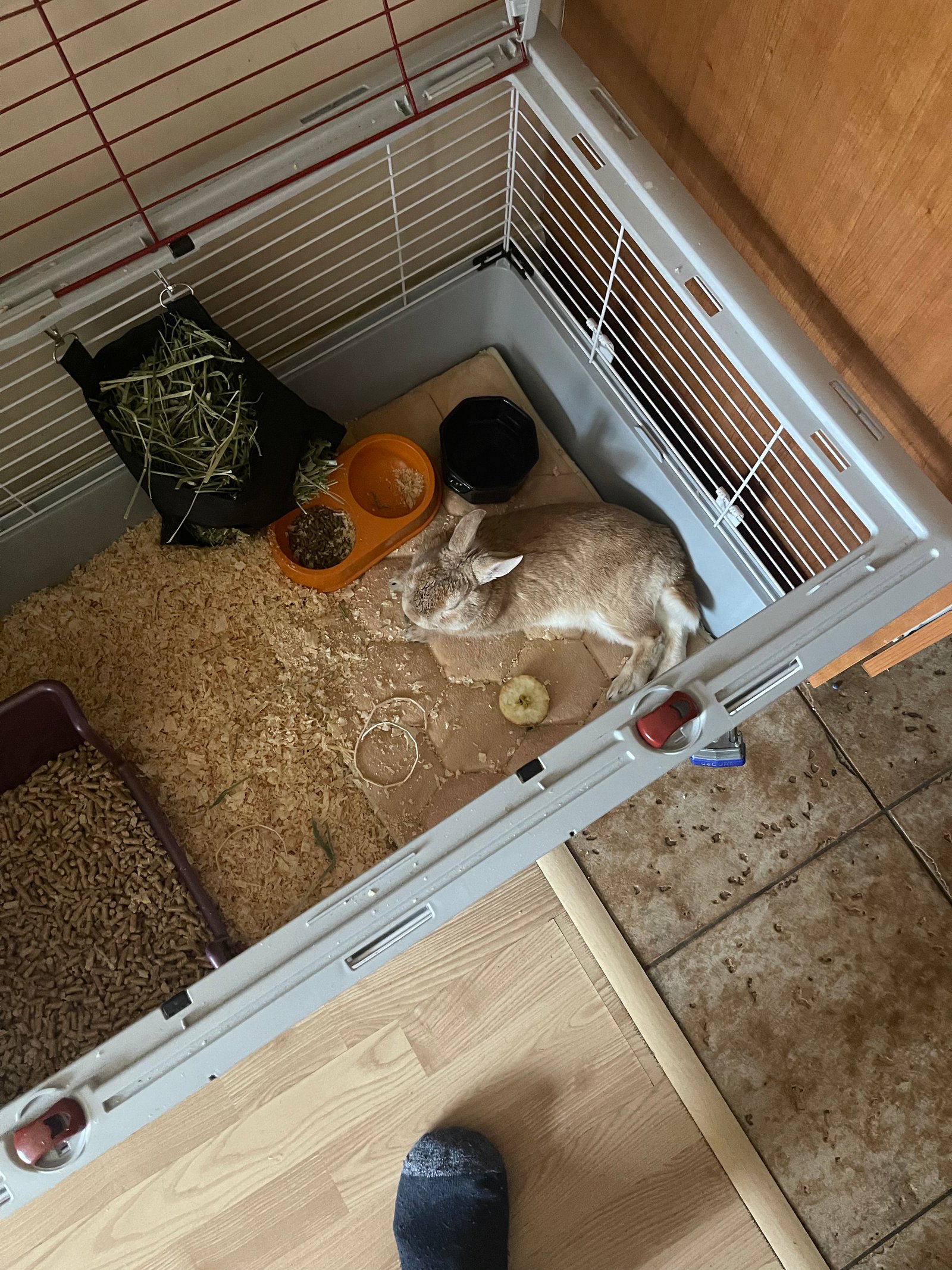 Martin dans sa cage